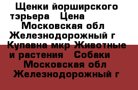 Щенки йорширского тэрьера › Цена ­ 16 000 - Московская обл., Железнодорожный г., Купавна мкр Животные и растения » Собаки   . Московская обл.,Железнодорожный г.